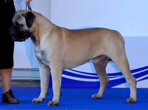 Sire Ch Houdini at one year