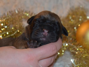 Puppy 1 day old
