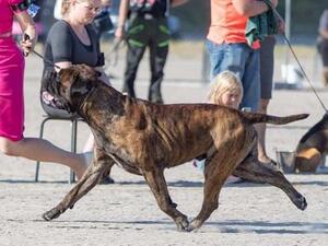 Sire