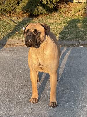 Muska at 21 months
