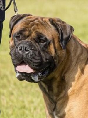 Gunvald at 3 years