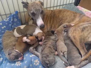 MUM & LITTER