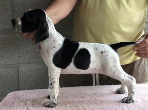Typical Manchela Pointer Puppy