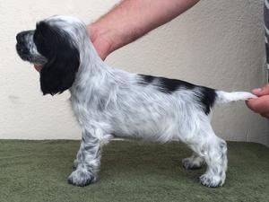 7 weeks