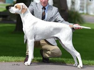 Noah -Sh Ch Chesterhope Thrill of T Chase (IMP NZ)