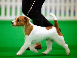 Monamour Hot Dancer at Saredon (Imp Jpn)