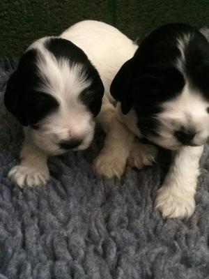 Puppies at 3 weeks old