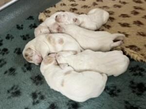 Sleeping children.