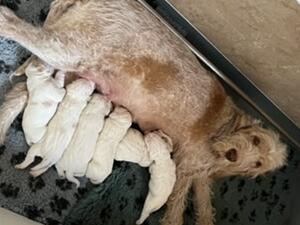 Happy Ruby and her babies.
