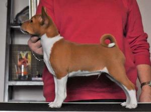 8 weeks old