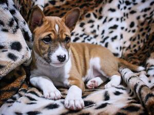 5 weeks old