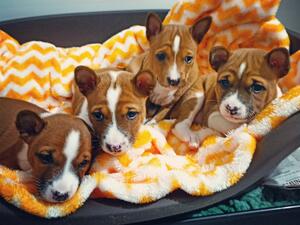 4 weeks old