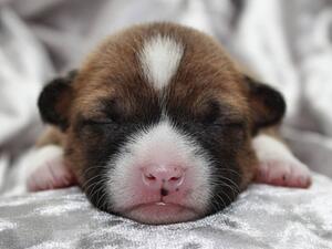 1 week old