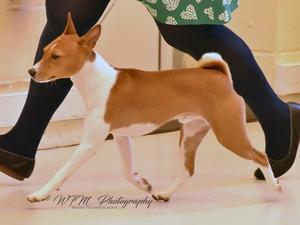 NBS Champ Show 2017