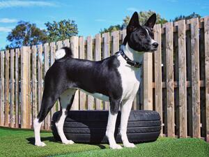 8 months old