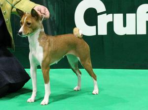 Crufts 2018