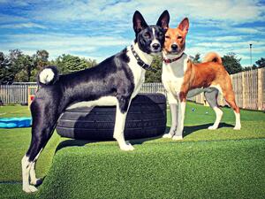 Layla & Arun