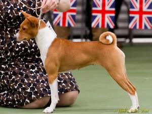 Hunting Dogs Of Ancient Egypt 2014