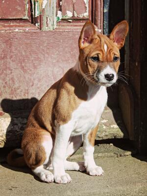 10 weeks old