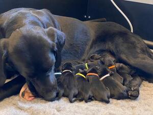 Spirit puppies