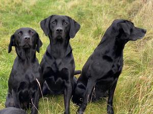 Spirit (middle) picking up