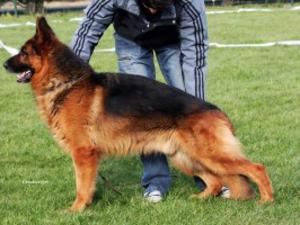 THE SIRE