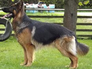 WOLFSHARN HUGO