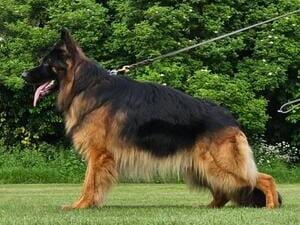 SIRE