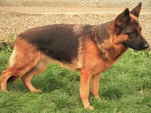 Meeka