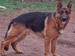 EQUISIDE HIRO OF WOLFSHARN