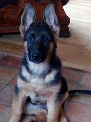 Bee as a puppy