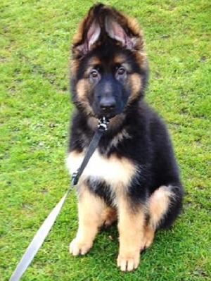 PUPPY FROM LAST LITTER