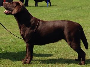 Tia Annandale show July 2014
