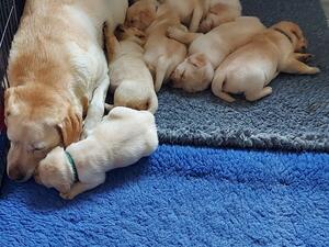 Nancy & puppies 4.1 weeks