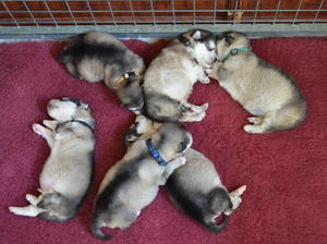 The whole litter aged 2.5 weeks old