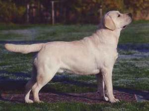 Sire: Jayncourt Star Turn At Sandylands 'Starry'