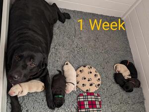 1 week old