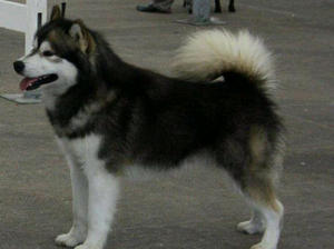 'Torres' Icewolf A Touch De Lapema aged 3
