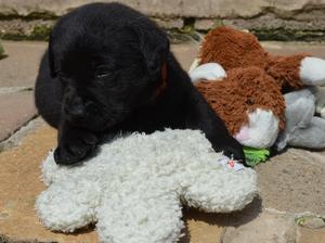Miss Orange aged 6 weeks
