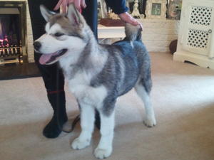 'Sergei' available male aged 4months show practice