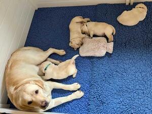 Dora & puppies 3.4 weeks