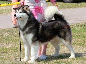 Cielo looking stuuning in the show ring