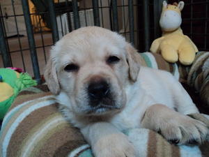 Mr Green available male (Timmy x Winnie)