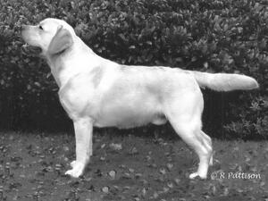 Sire Amos