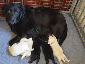 Izzy with her babies aged 2weeks