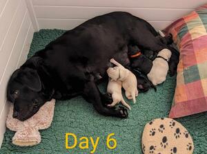 6 days old