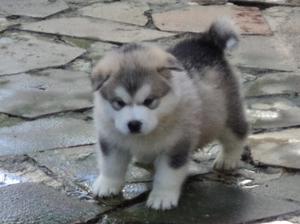 A Torres sired puppy aged 4weeks