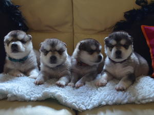 The girls aged 3.6 weeks old