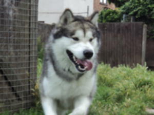 'Fabio' aged 19months