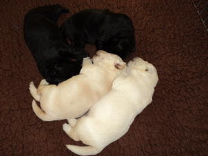 Typical Lapema Labrador Puppies